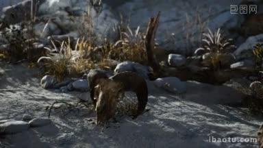 沙漠里的一只死的绵羊的头骨